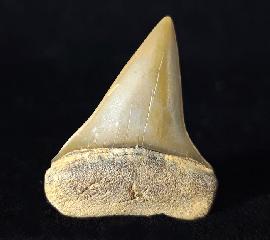 Carcharodon hastalis (AGASSIZ 1838) - Bild © FossNet FossilienStore